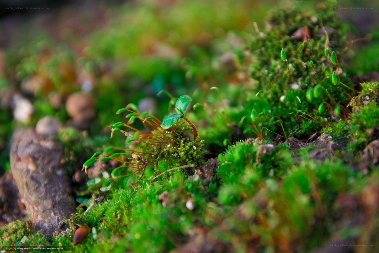 Moss and seedlings in nature
