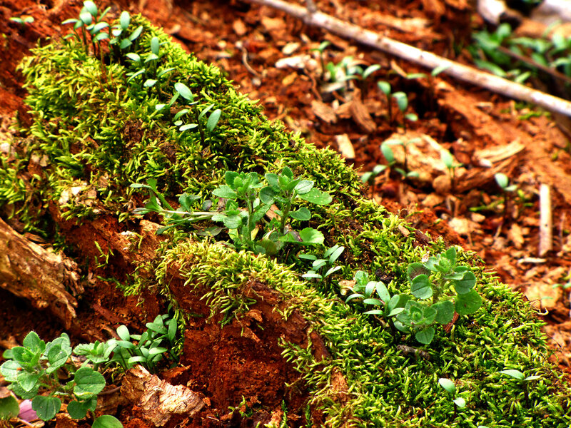 Moss and seedlings on a log