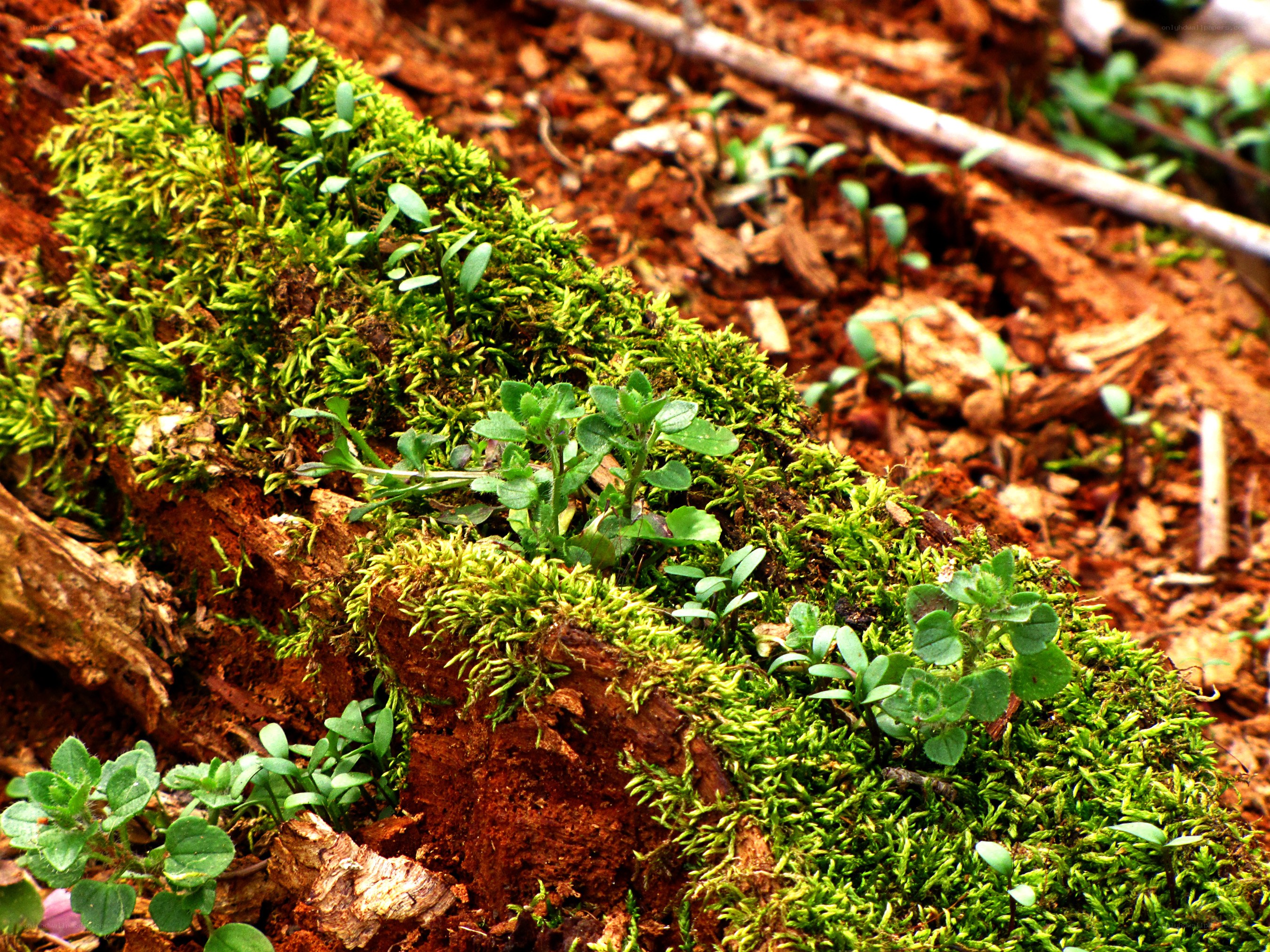 Moss and seedlings on a log