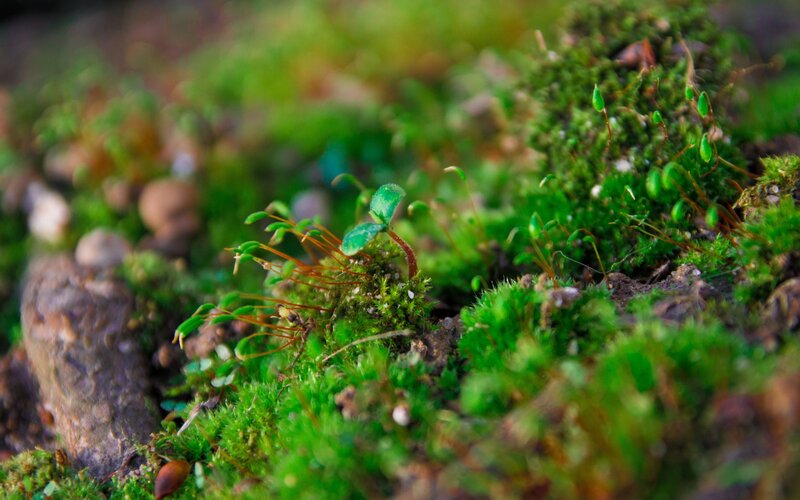 Moss and Seedlings
