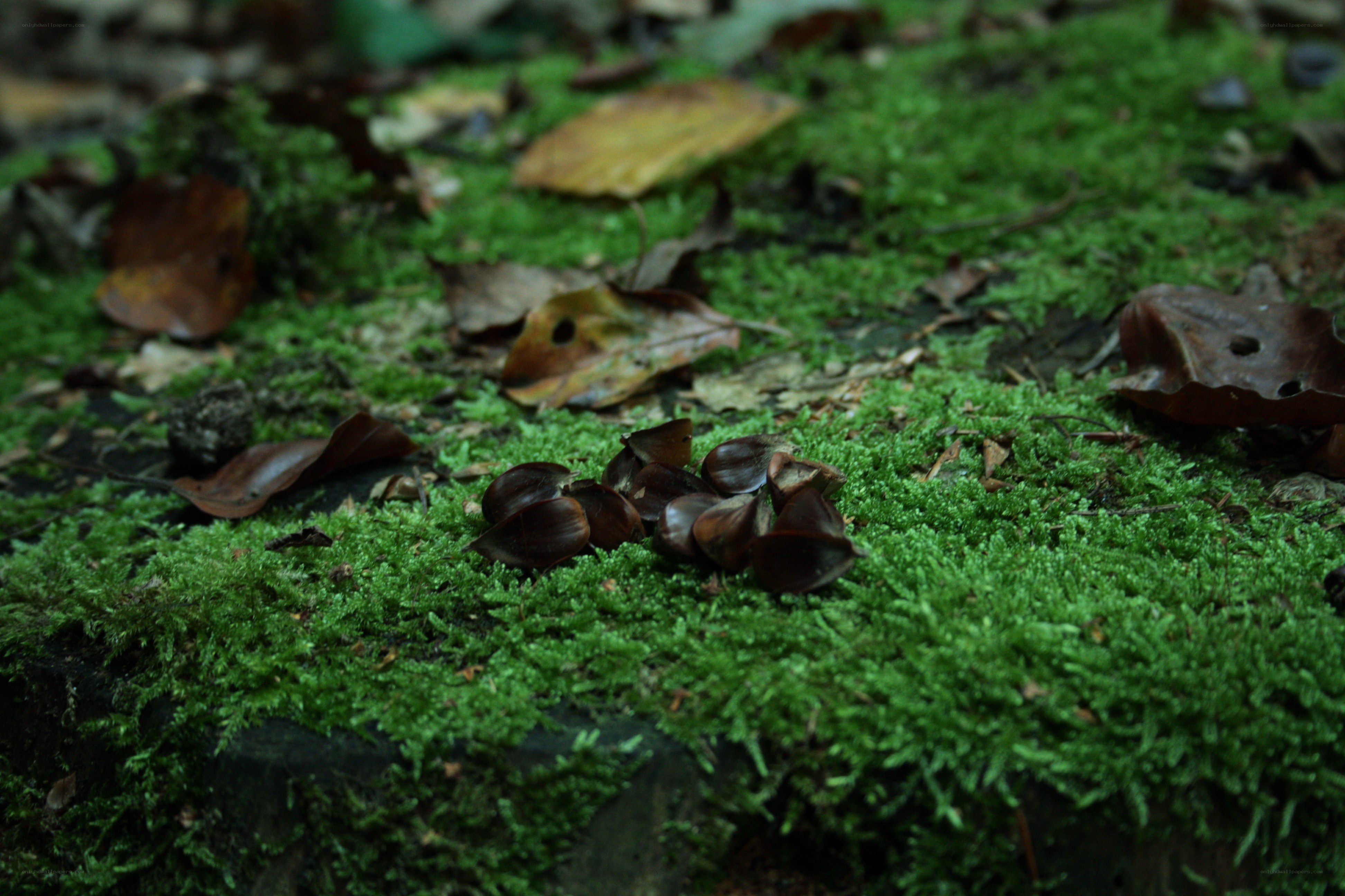 moss and seeds on forest floor