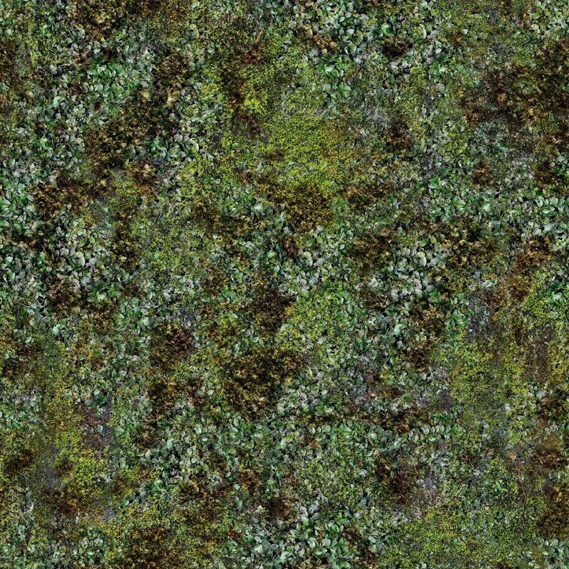 Moss and Small Plants