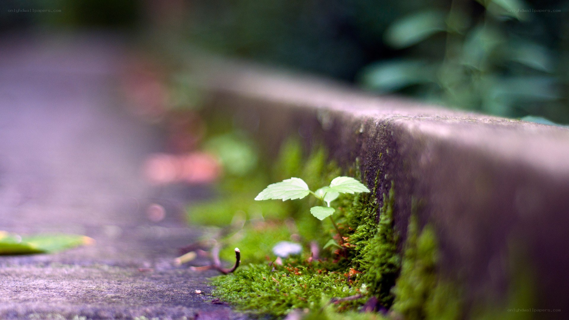 Moss and sprout on a stone wall