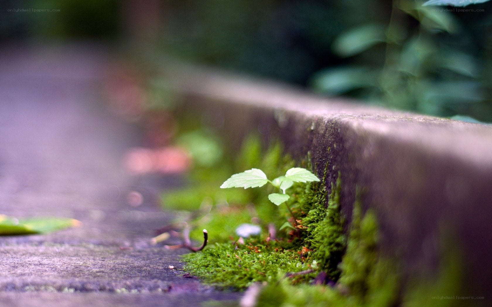 Moss and sprout on a stone wall