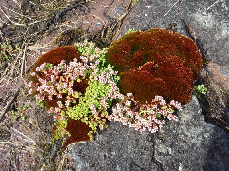 Moss and Succulents on Rock
