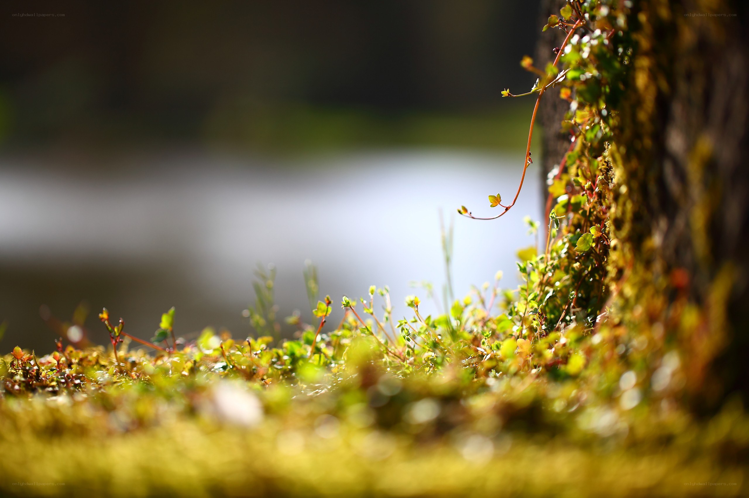 Moss and vines in sunlight