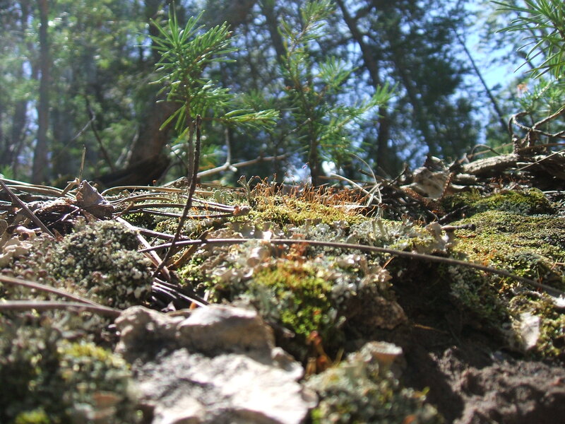 Moss and young pine in forest
