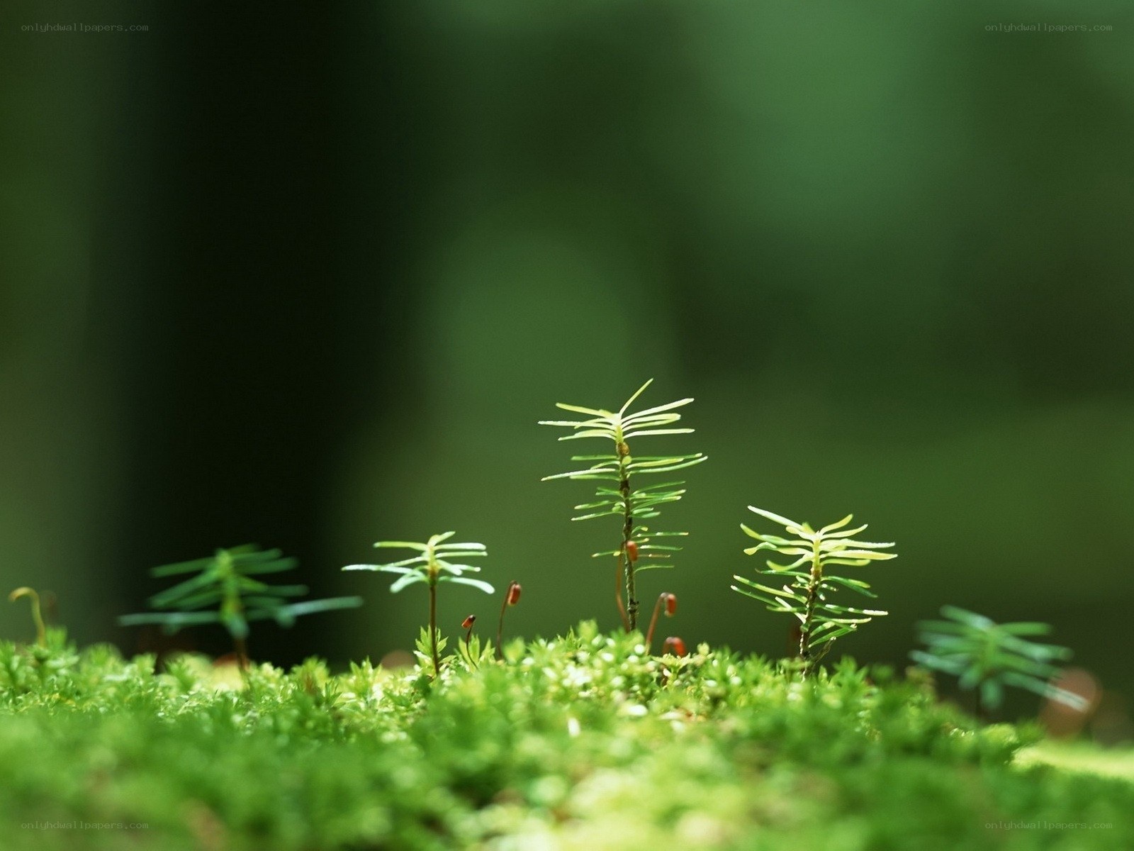 Moss and young saplings
