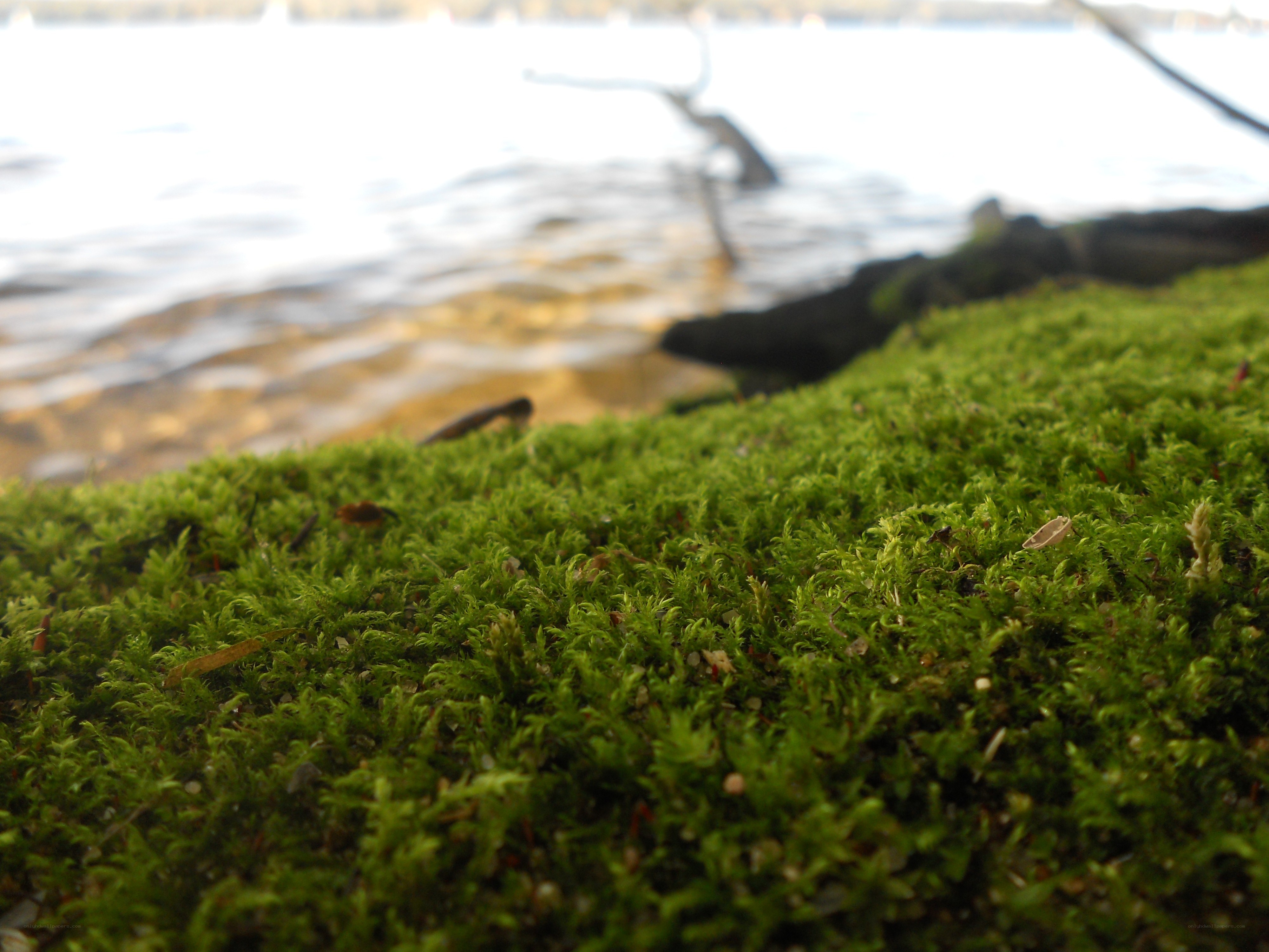 moss by the water's edge