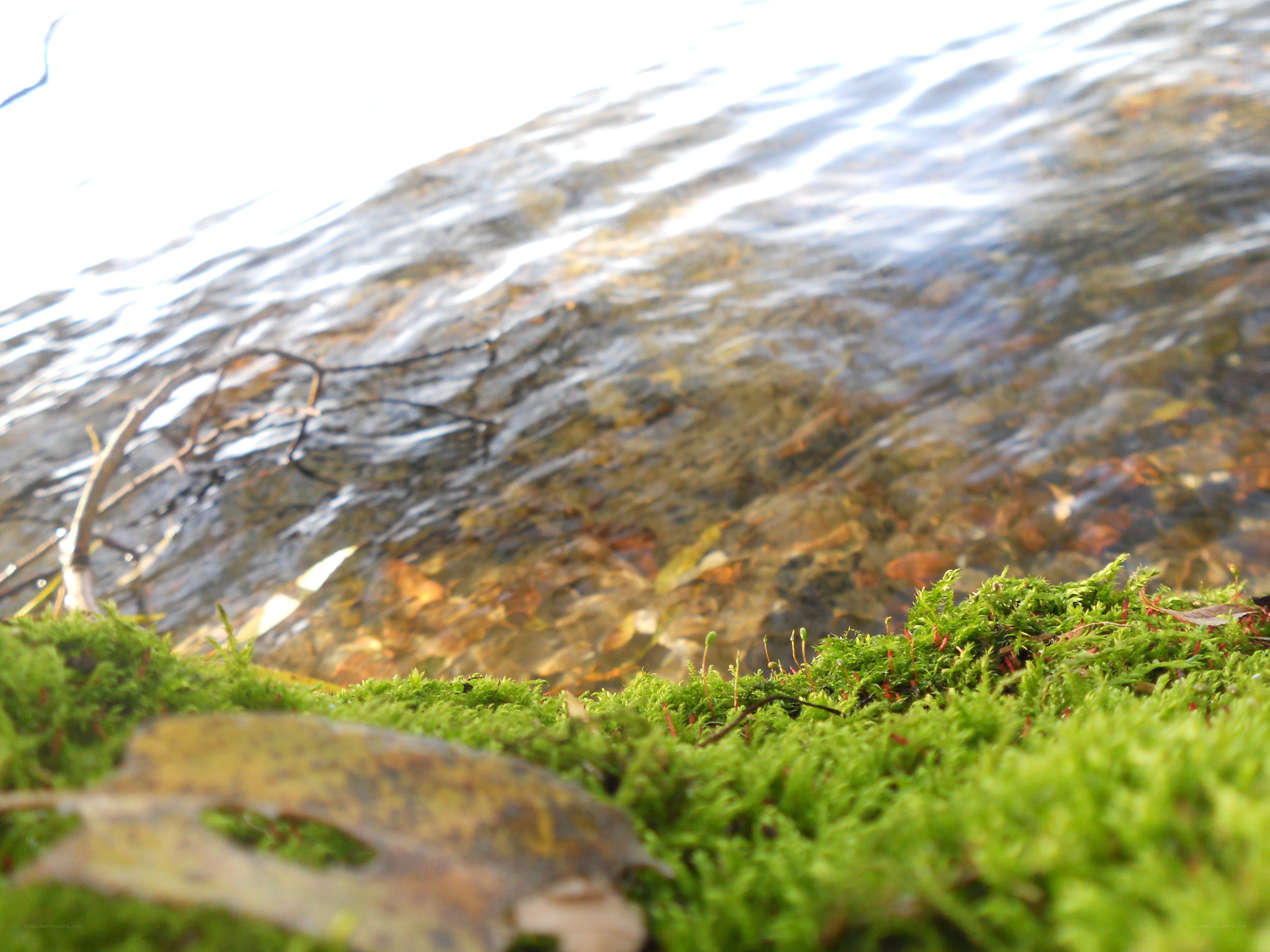 moss by the water's edge