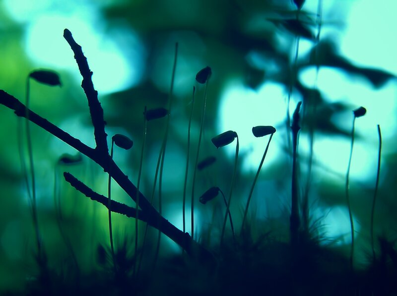 Moss capsules in forest light