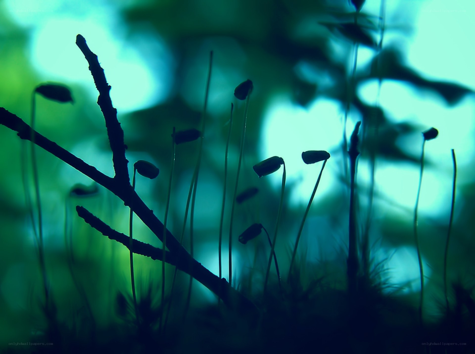 Moss capsules in forest light