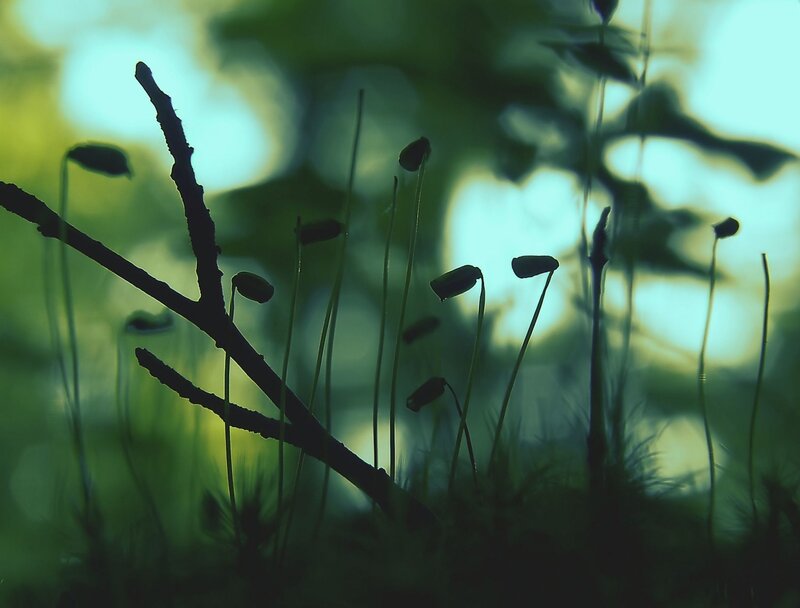 Moss capsules in forest light