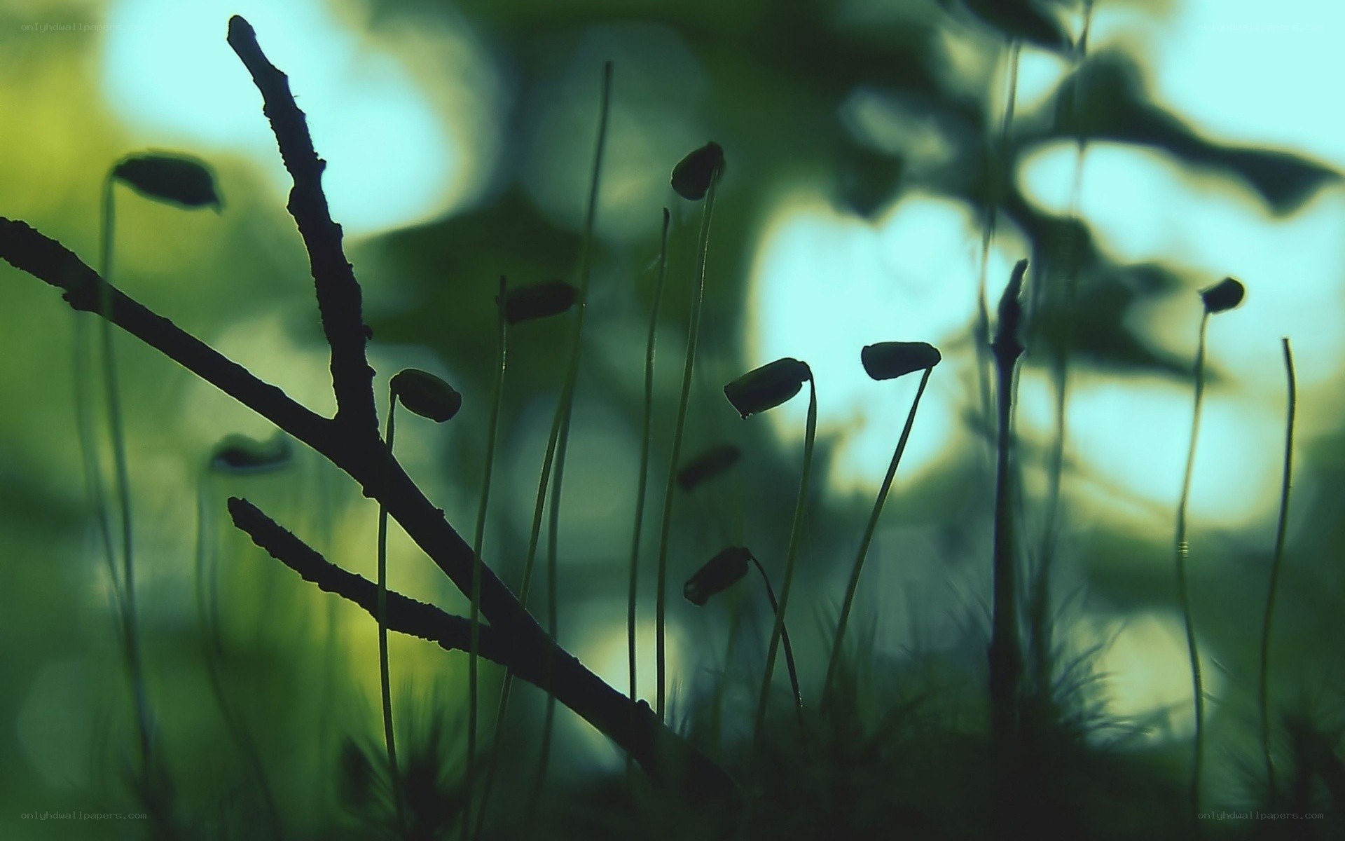 Moss capsules in forest light