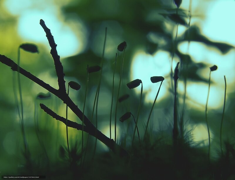 Moss capsules in forest light