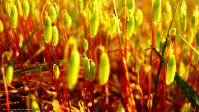 moss capsules in sunlight