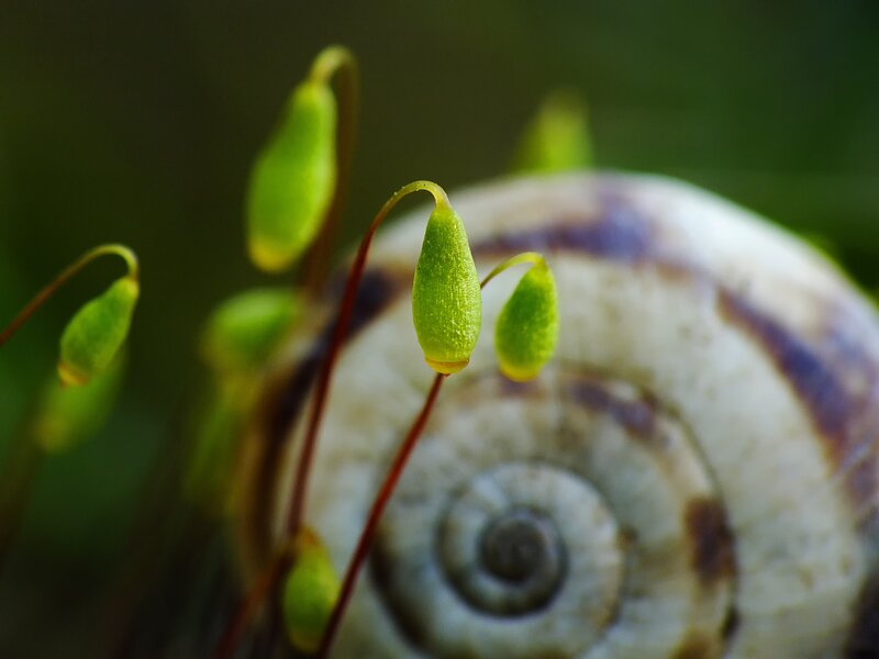 Moss Capsules on Snail Shell