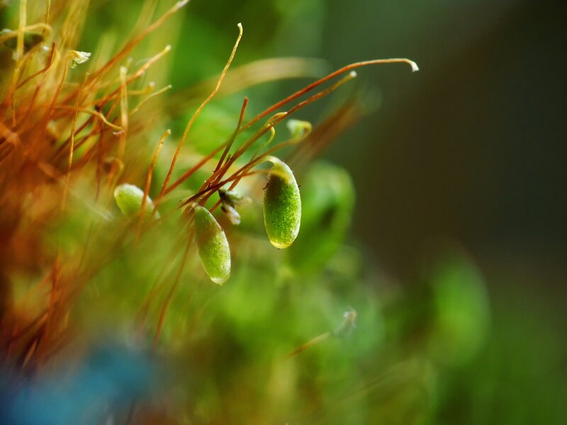 Moss Capsules on Stems