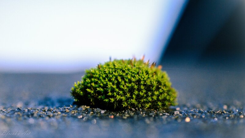Moss Clump on Pavement