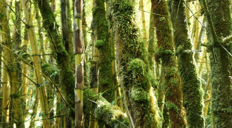 Moss-covered bamboo forest