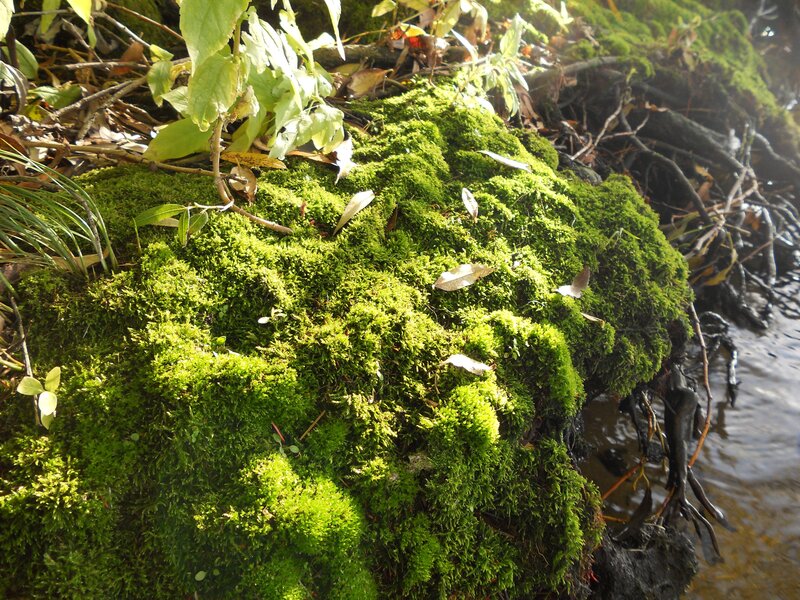 Moss-covered bank by a stream