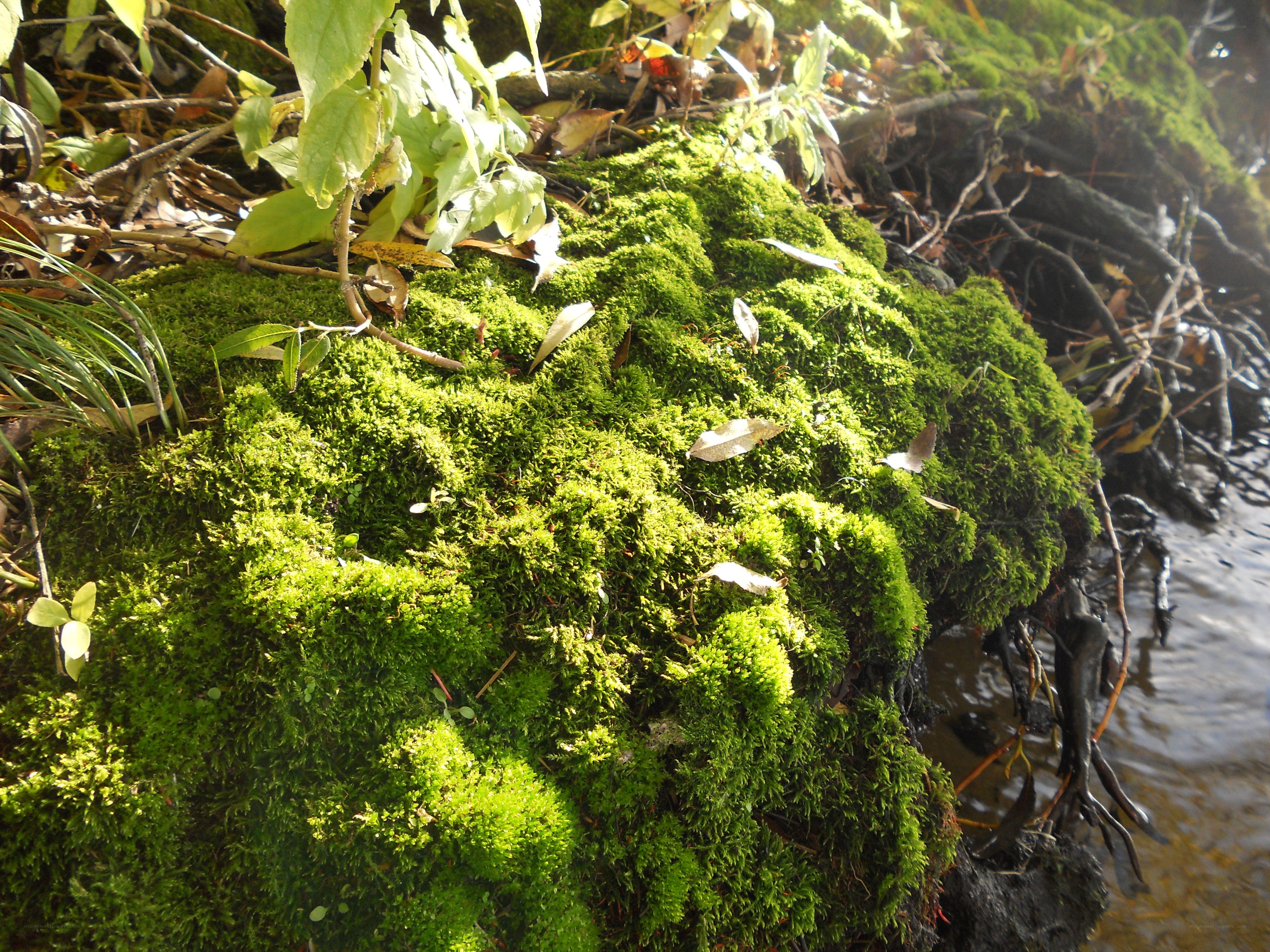 Moss-covered bank by a stream