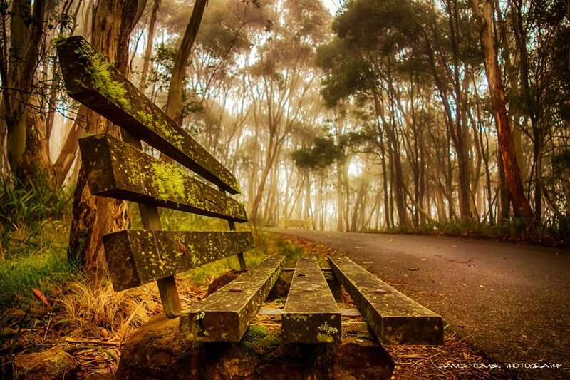 Moss-covered Bench in Forest