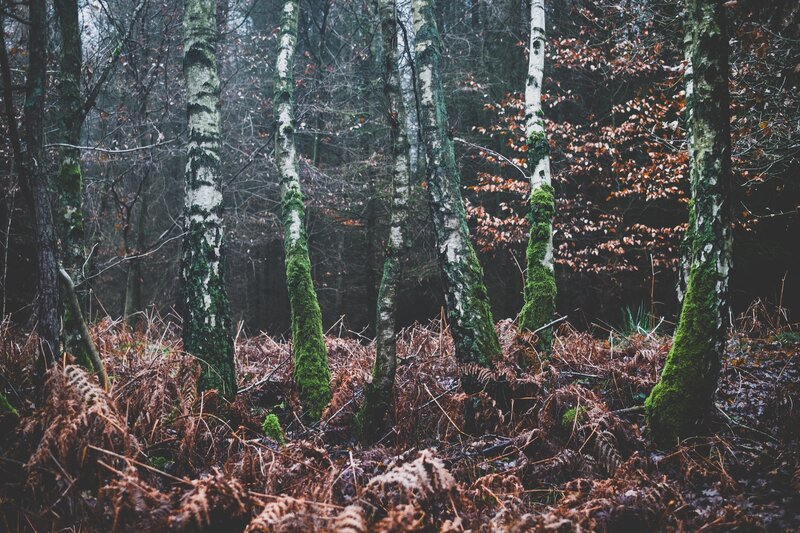 Moss-covered birch trees in forest
