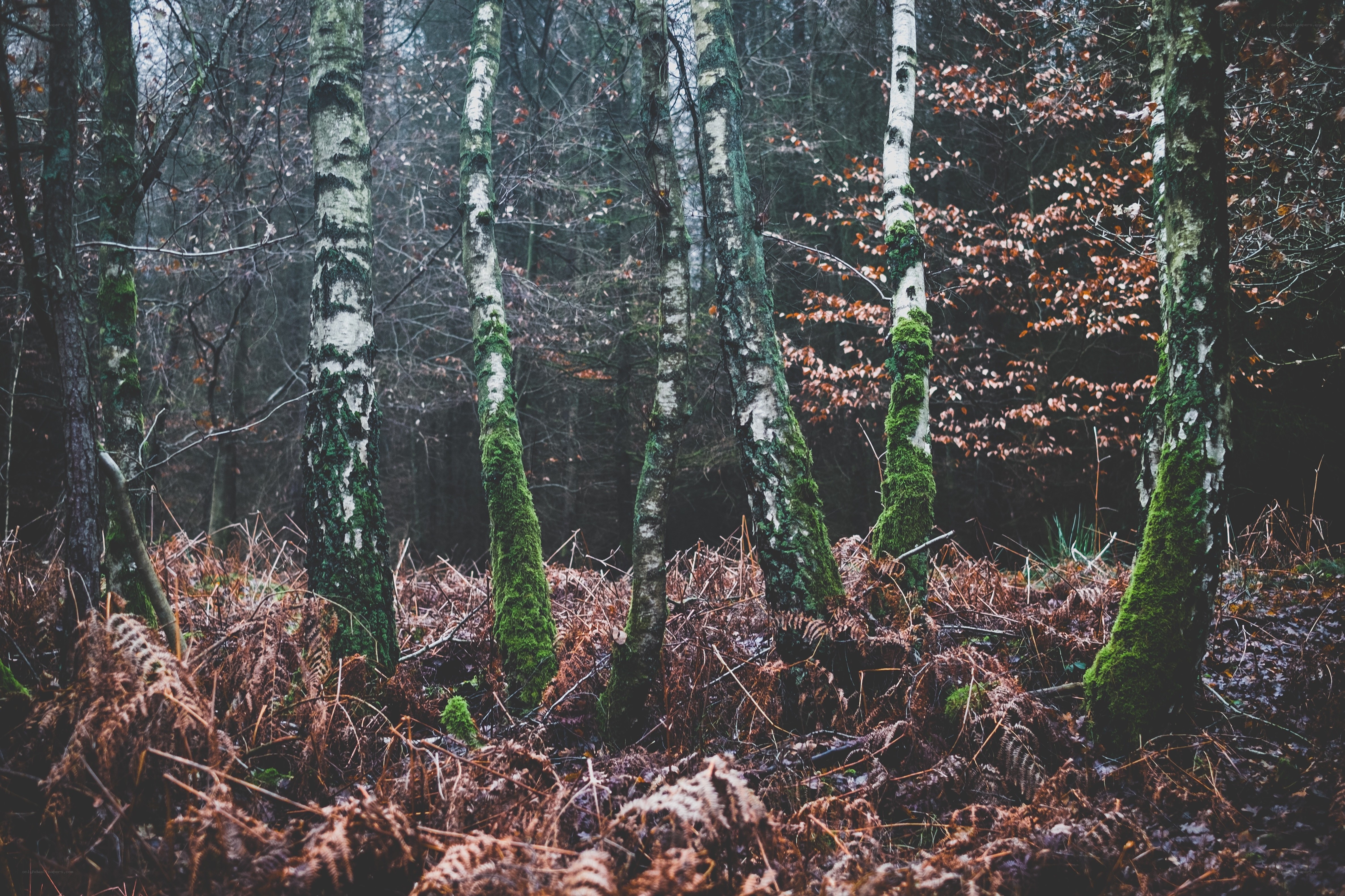 Moss-covered birch trees in forest