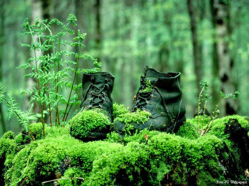Moss-covered Boots in Forest