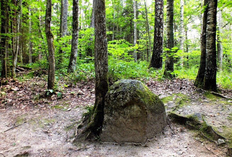 Moss-covered Boulder in Forest