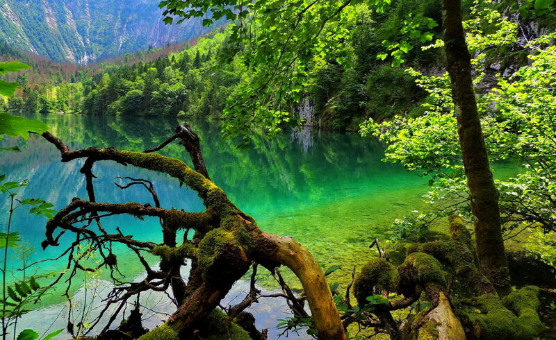 Moss-covered Branch by Lake