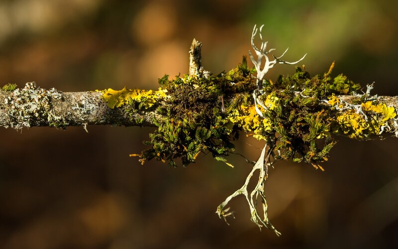 Moss-covered Branch — Green, Natural, Afternoon