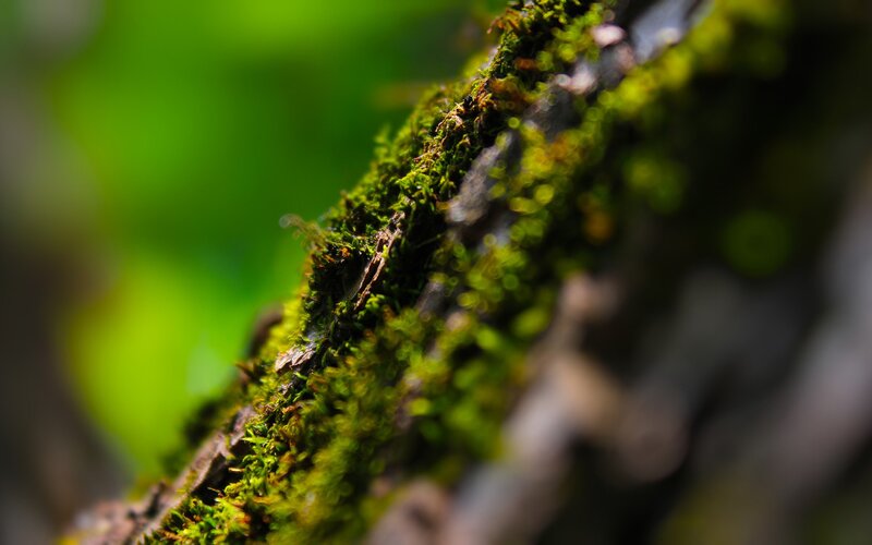 Moss-covered Branch — Green, Natural, Photograph