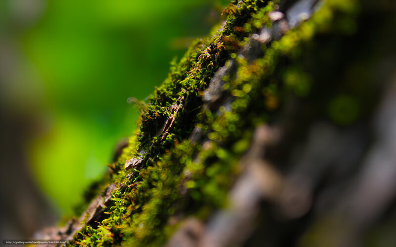 Moss-covered Branch — Green, Natural
