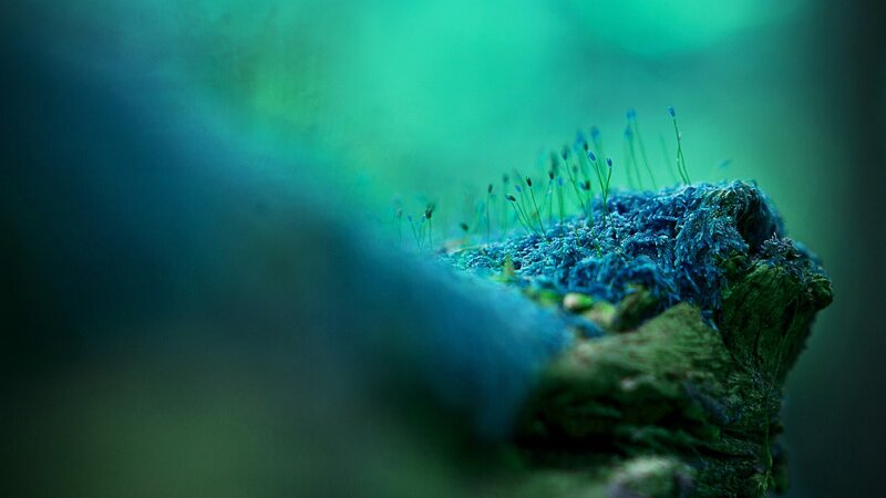 Moss-covered Branch — Green, Serene, Photograph, Moss