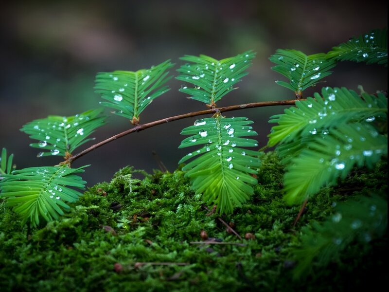 Moss-covered Branch — Green