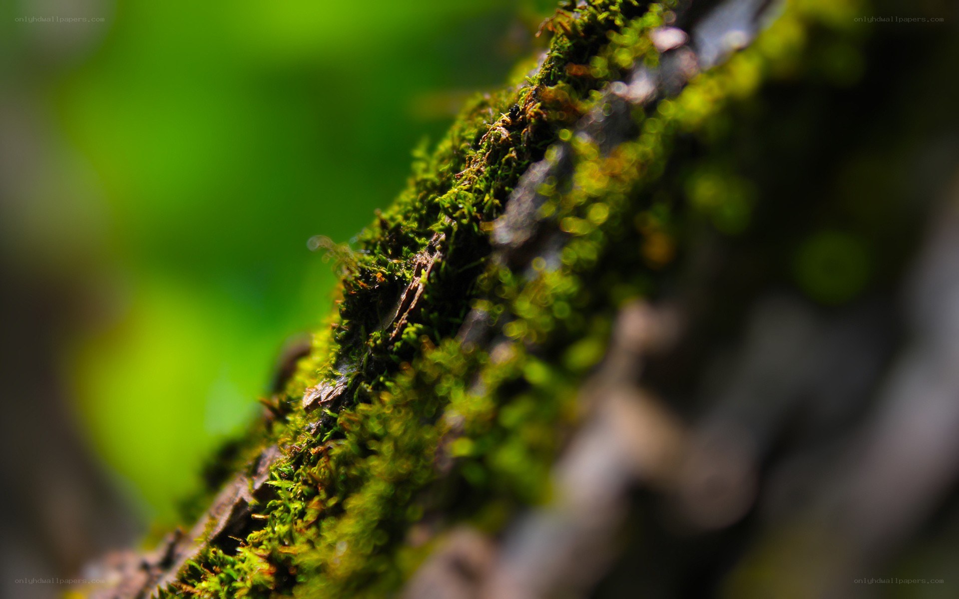 moss-covered branch in forest