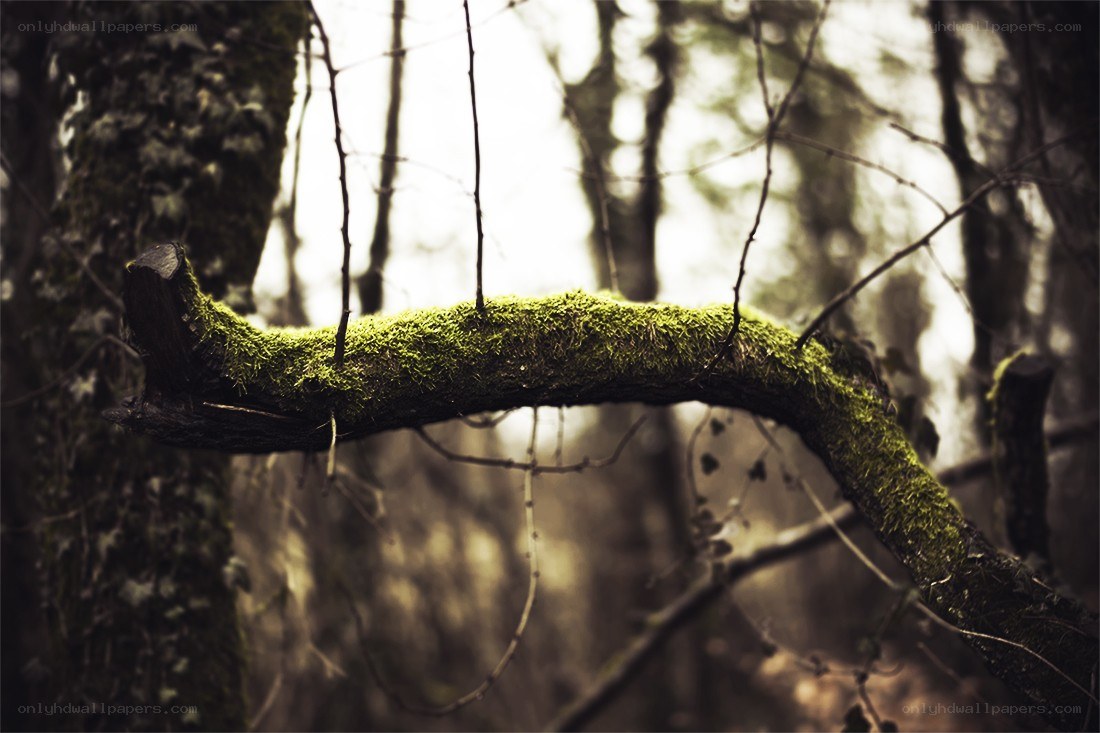 moss-covered branch in forest