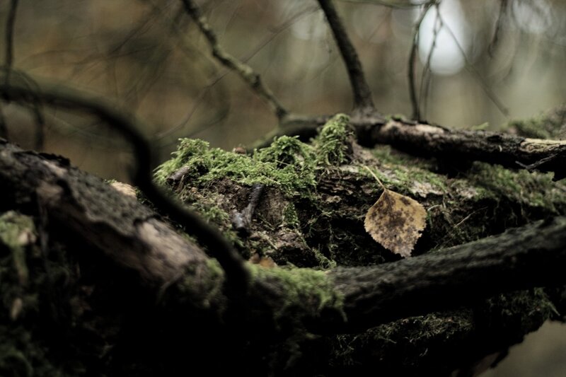 moss-covered branch in forest