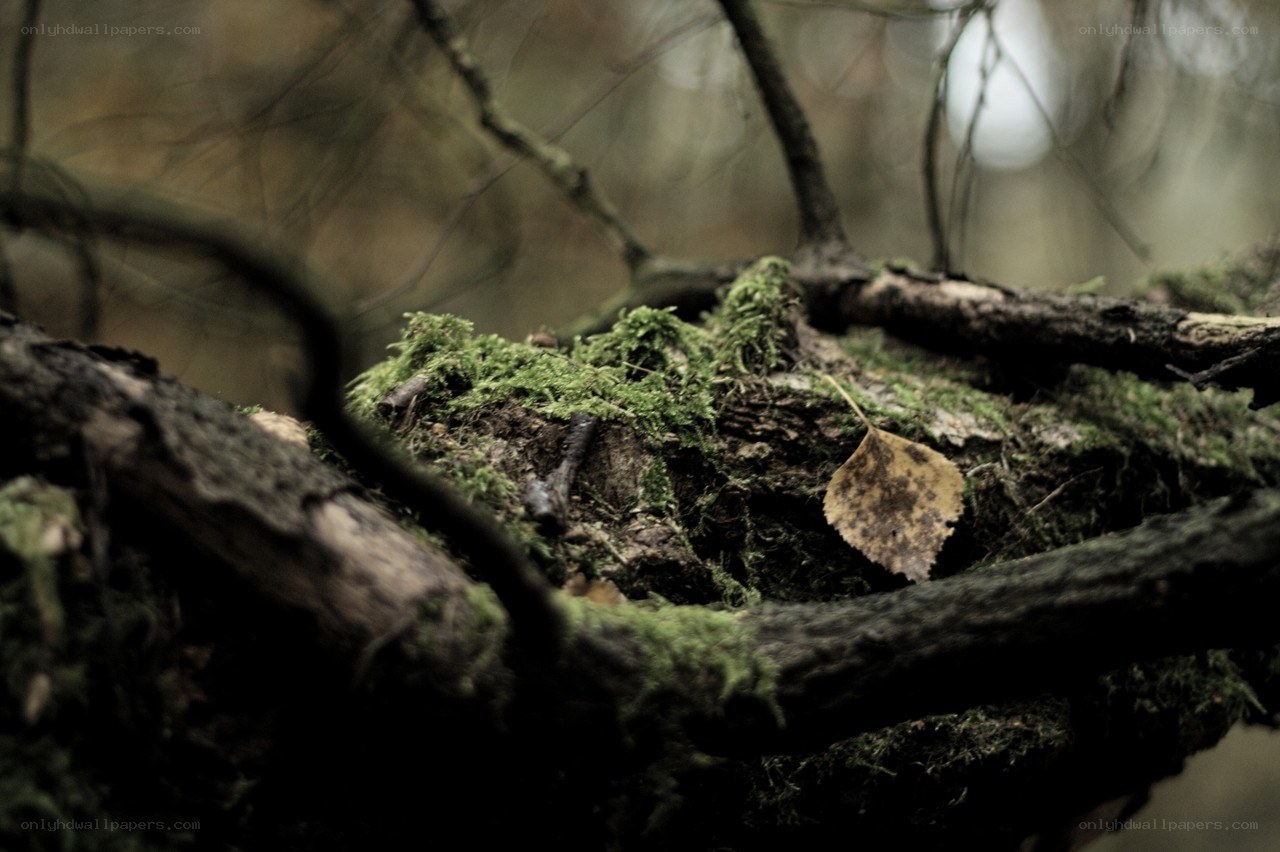 moss-covered branch in forest