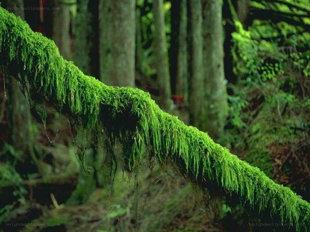 Moss-covered branch in forest