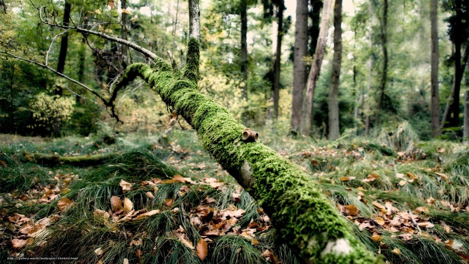Moss-covered branch in forest