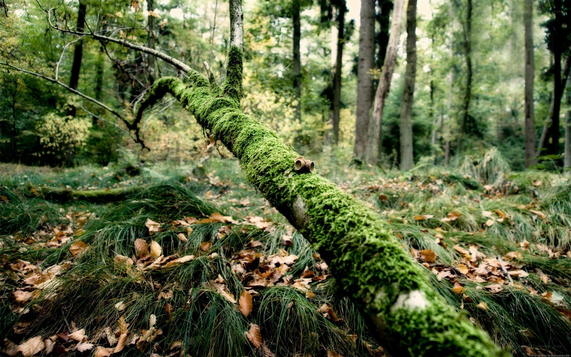 moss-covered branch in forest