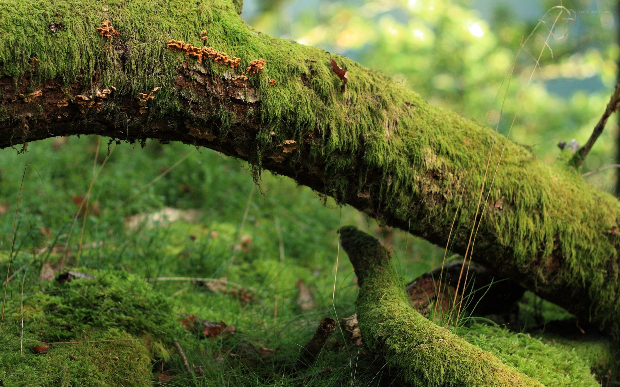Moss-covered branch in forest