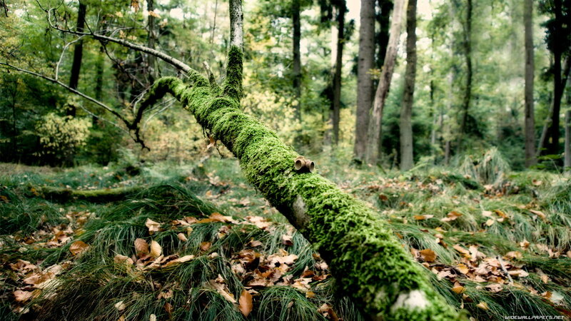 moss-covered branch in forest