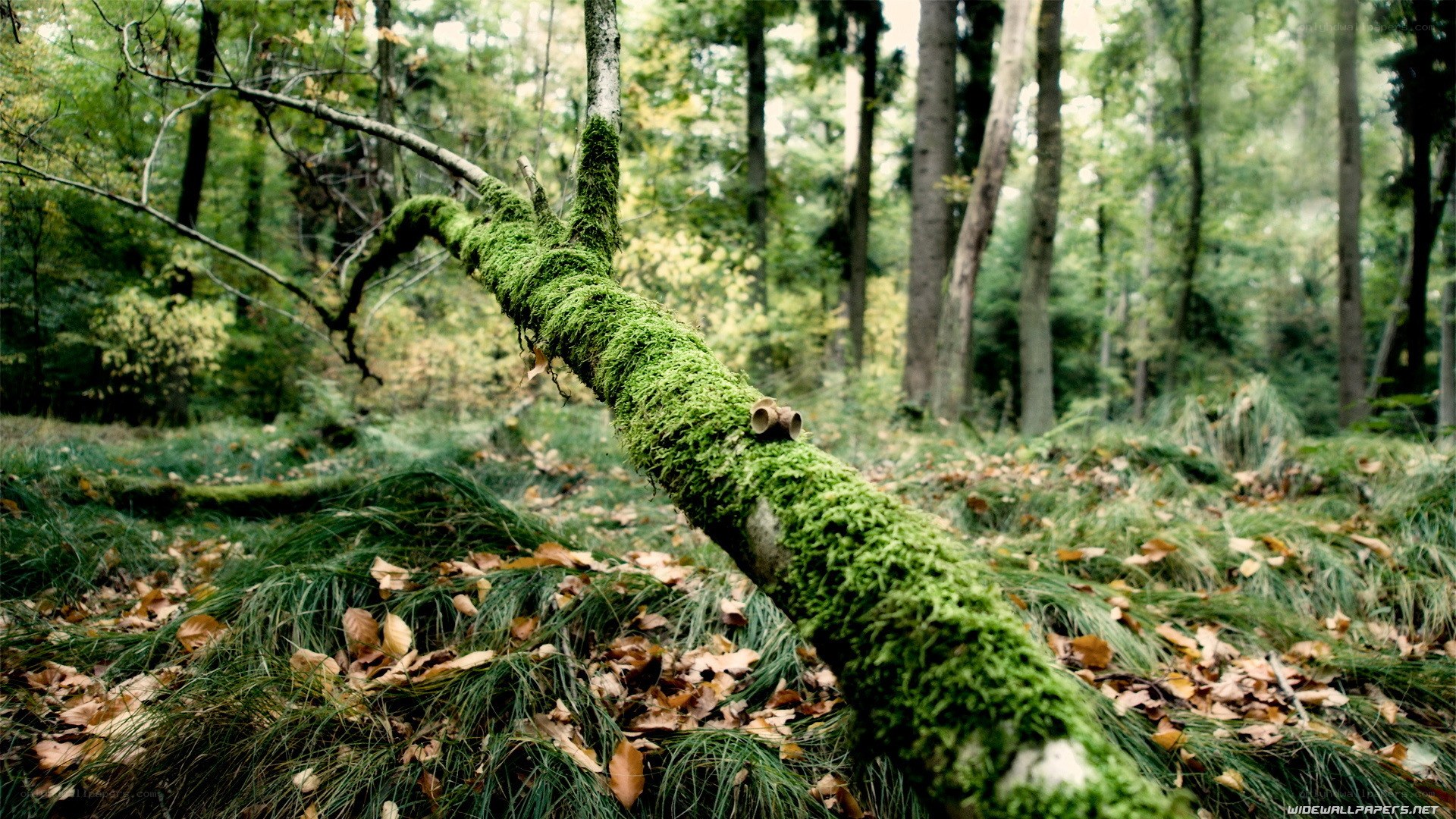 moss-covered branch in forest