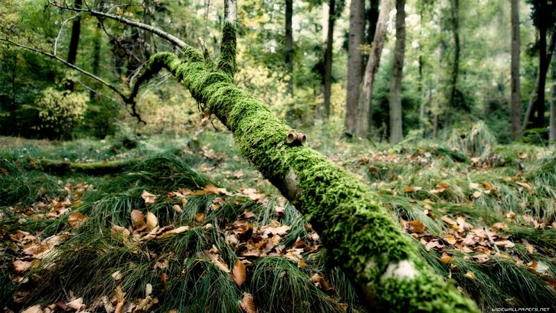 moss-covered branch in forest