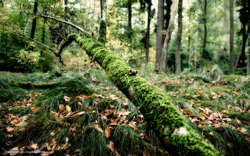 Moss-covered branch in forest