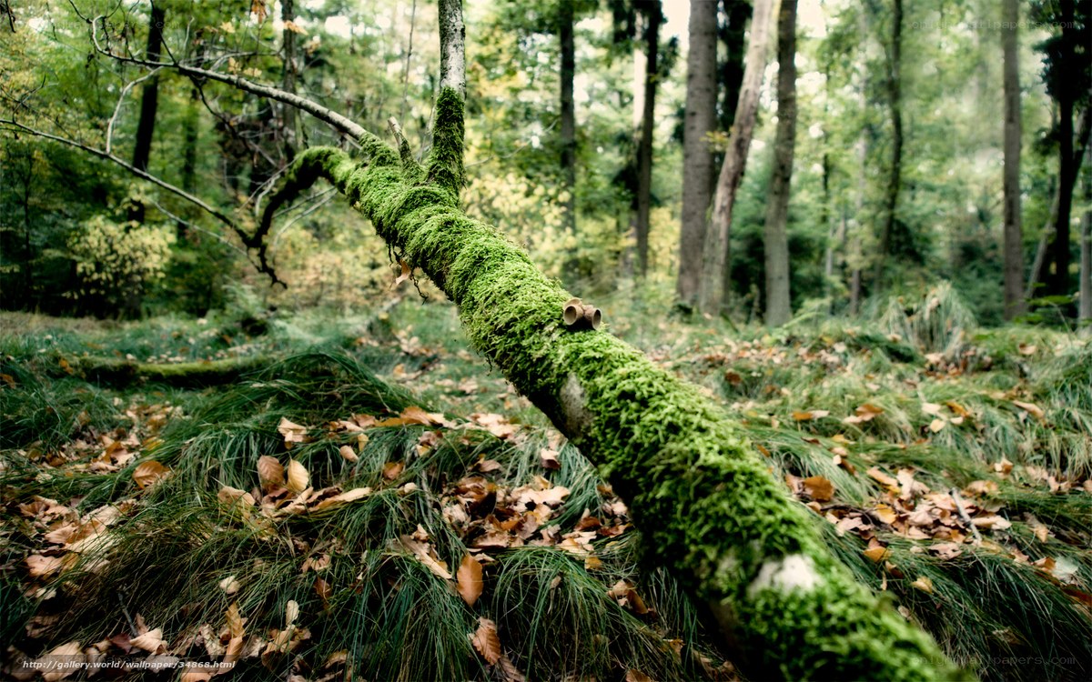 Moss-covered branch in forest